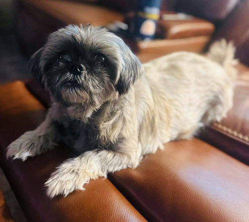 Gidget photo 2