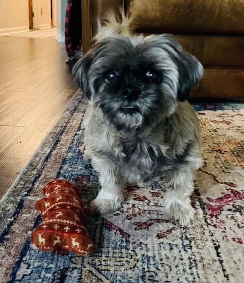 Gidget photo 3