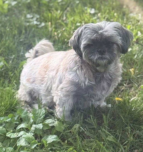 Gidget photo 4
