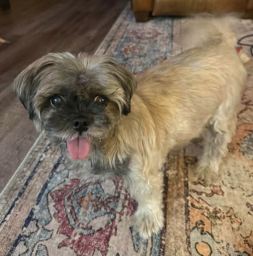 Gidget photo 5