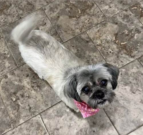 Gidget, photo 5