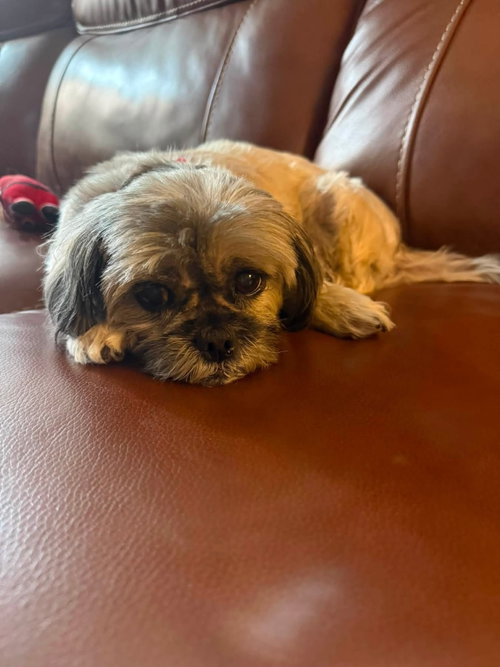 Gidget, photo 2