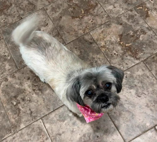 Gidget, photo 3