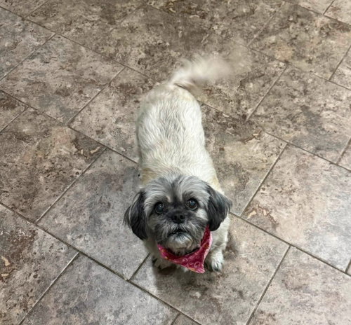Gidget, photo 4