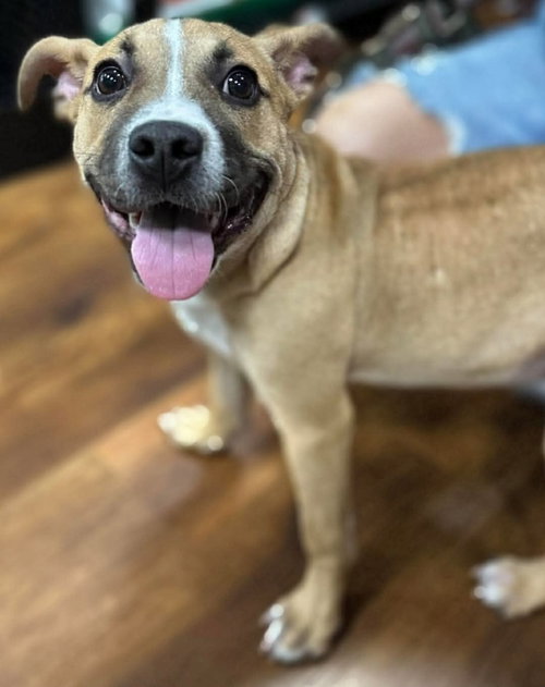 Moon Pie, an adoptable American Pit Bull Terrier in Germantown, OH