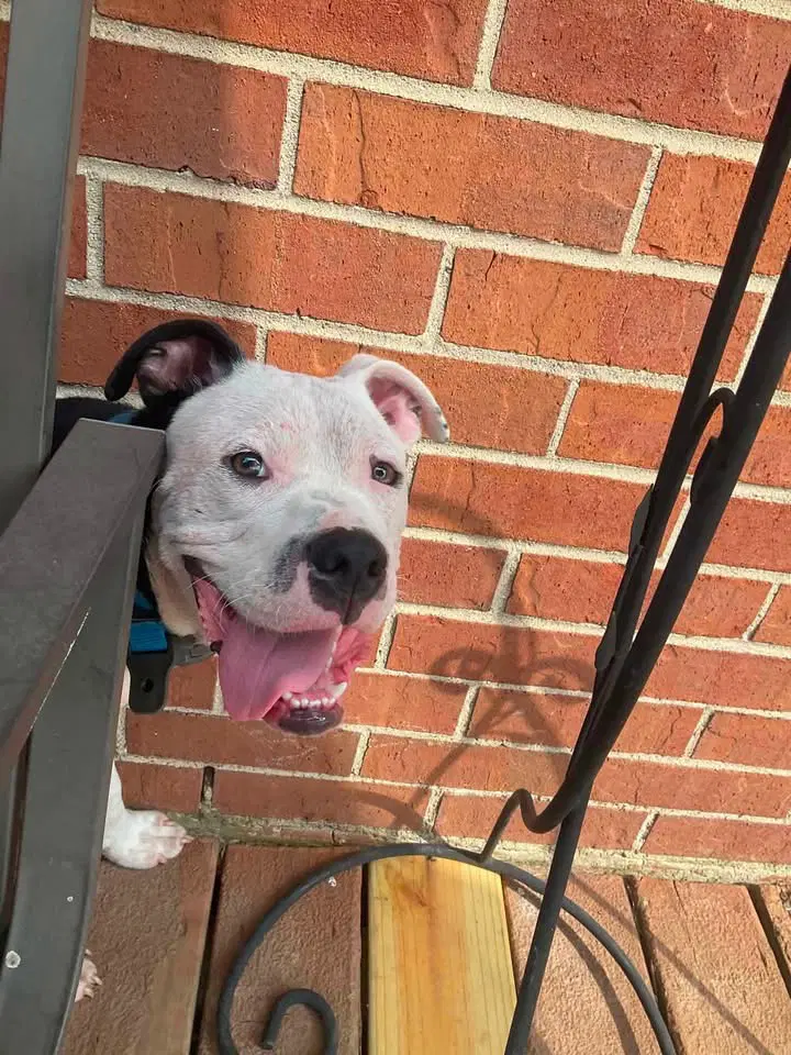 Ayden - American Pit Bull Terrier