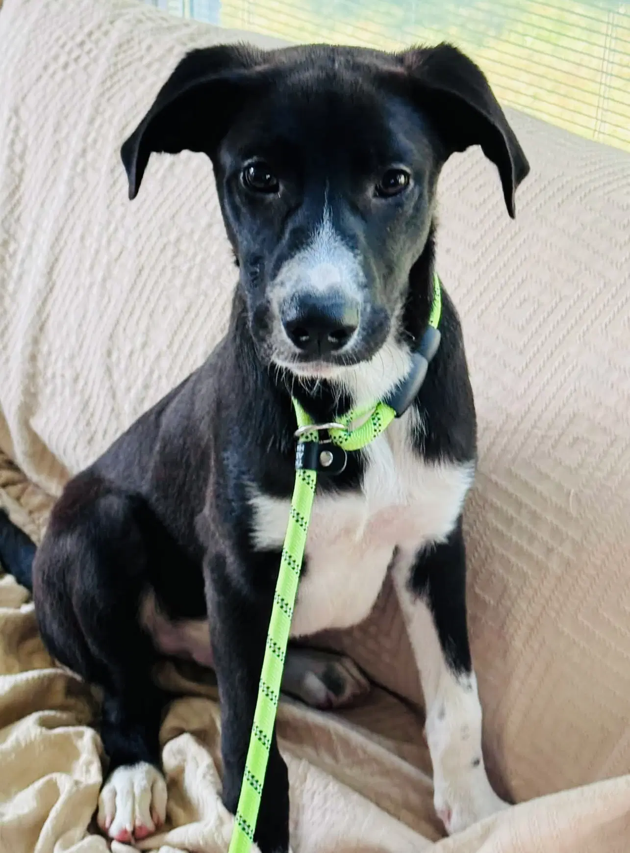 Bergie - Labrador Retriever