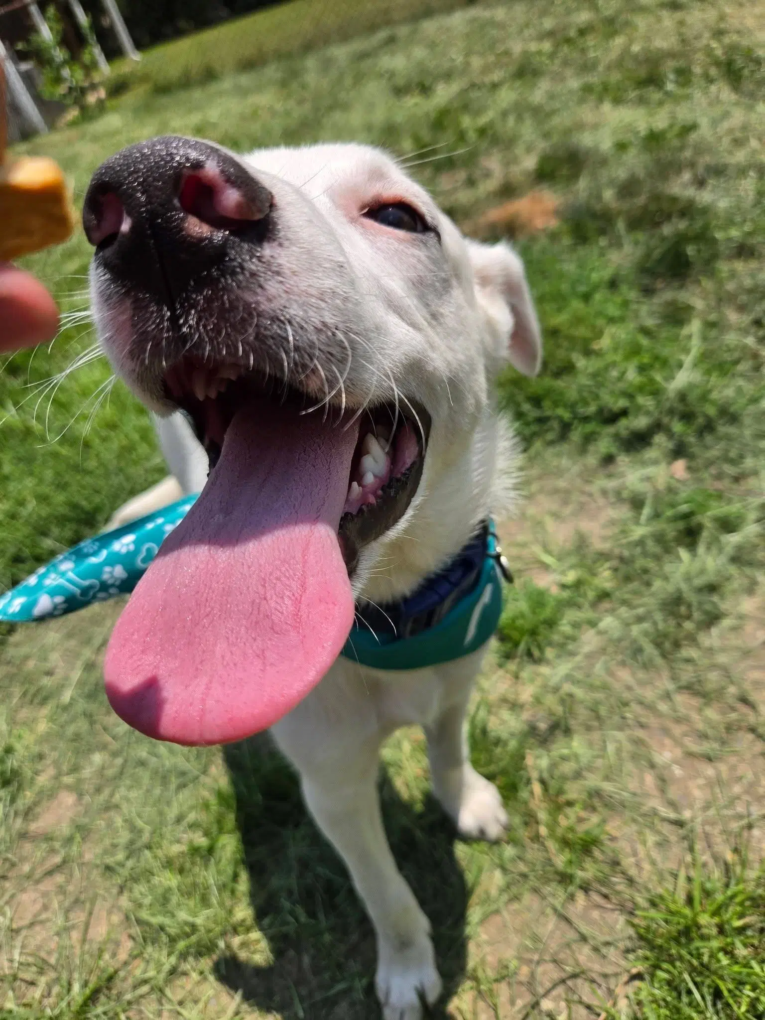 Jamie - Labrador Retriever