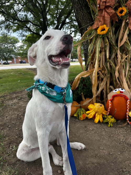 picture of the dog needing adoption