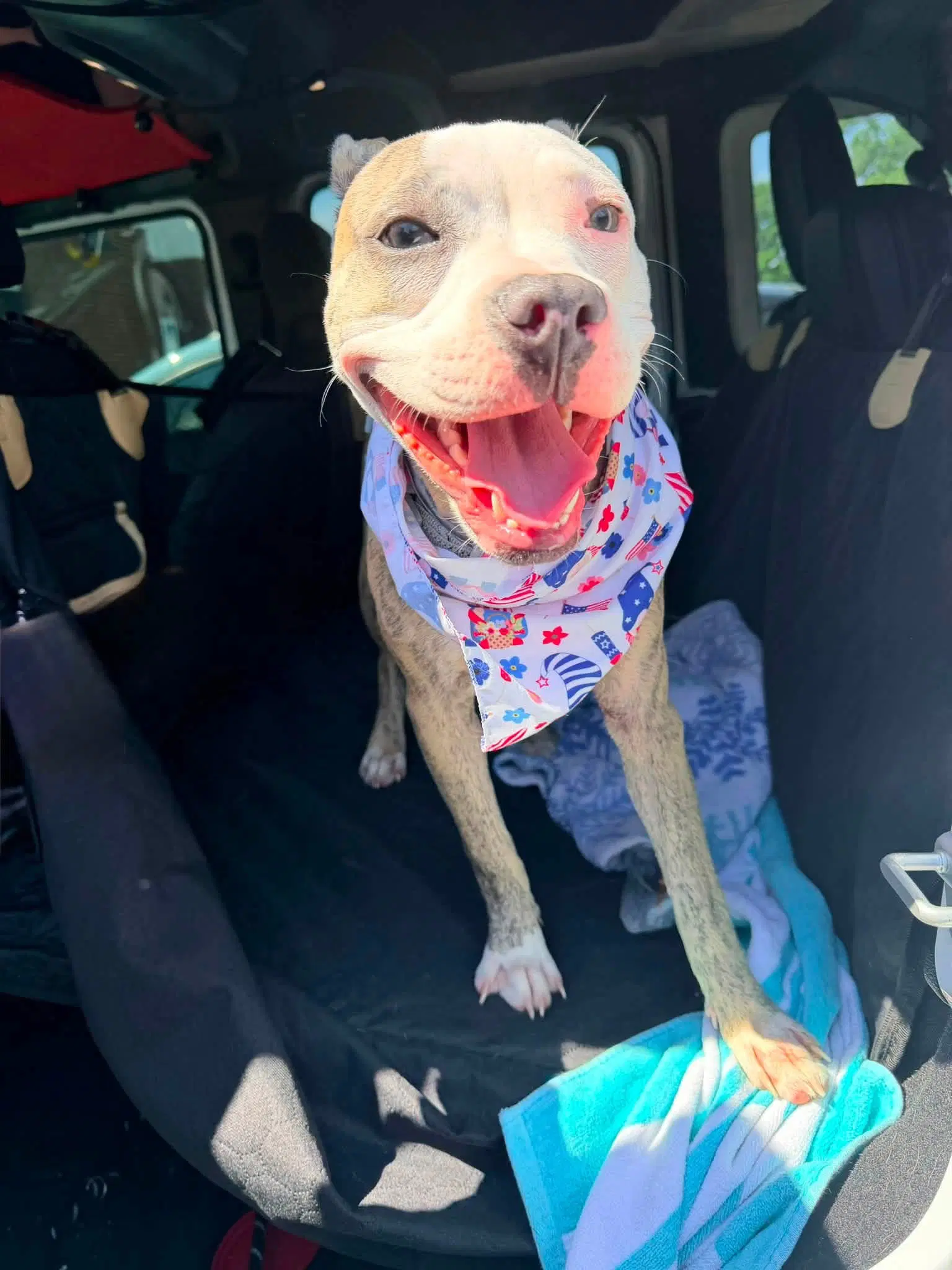 Eleanor Jane - American Pit Bull Terrier