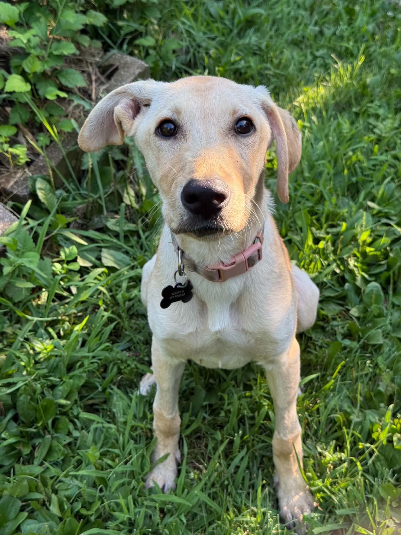 Sidekick Sally - Labrador Retriever