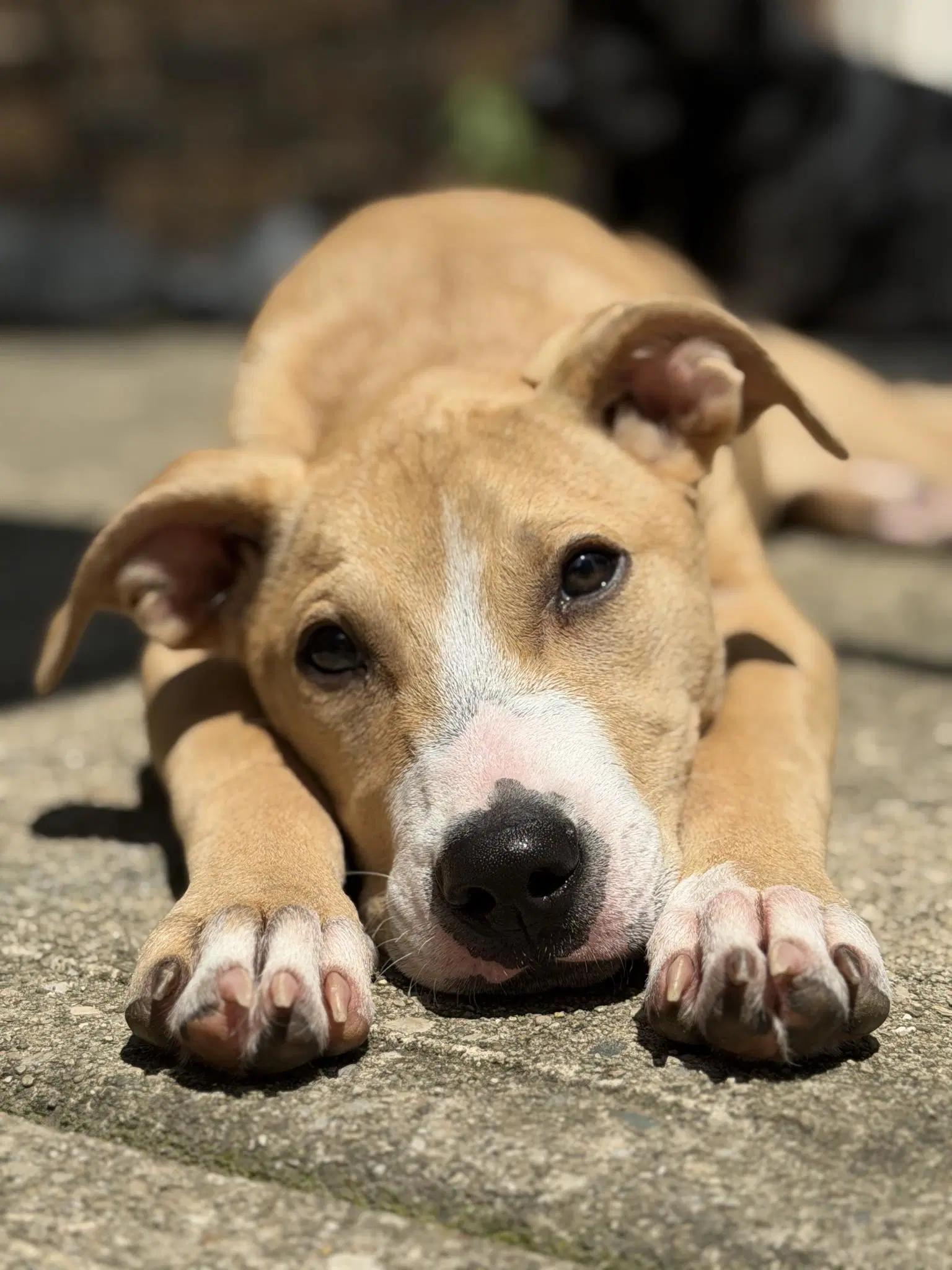 Daisy-Mimi - American Pit Bull Terrier