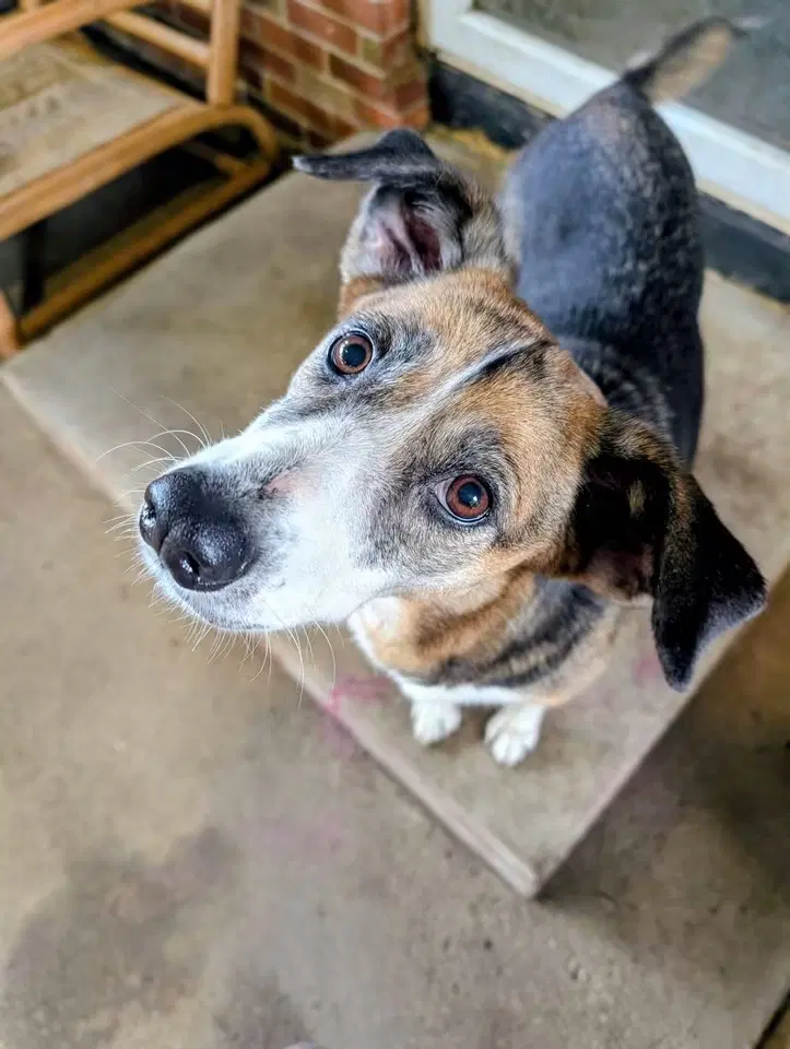 Harper Daisy - Beagle