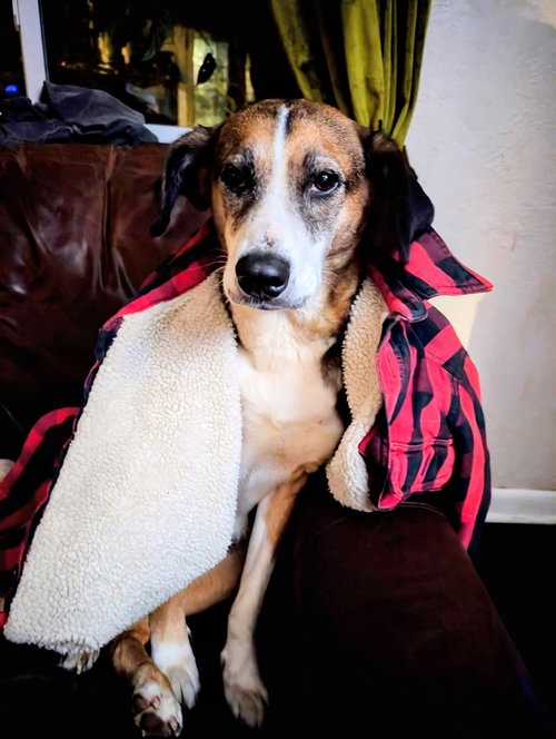 Harper Daisy, photo 4