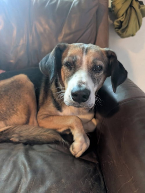 Harper Daisy, photo 5