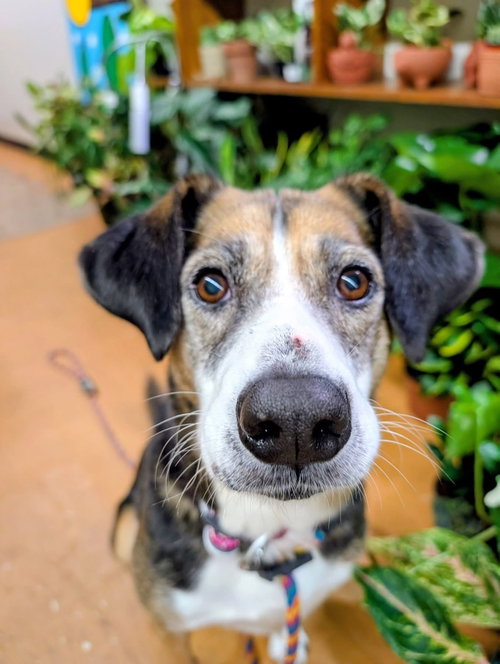 Harper Daisy, photo 2