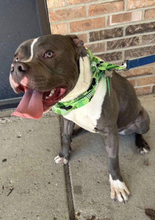 picture of the dog needing adoption