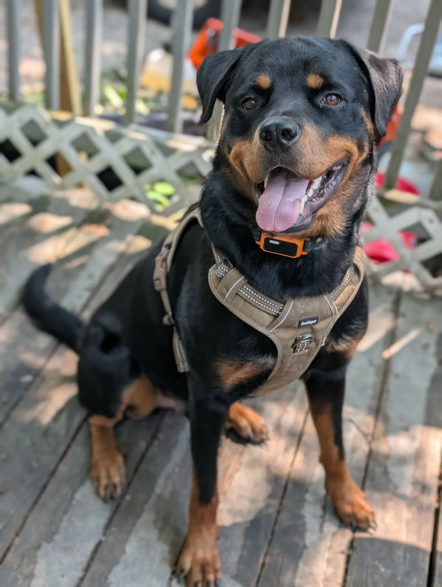 Murphy - Rottweiler