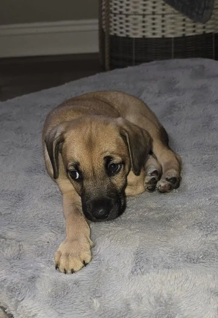 Aldeen - American Pit Bull Terrier