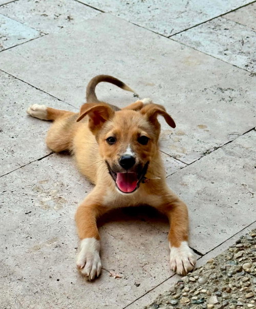 picture of the dog needing adoption