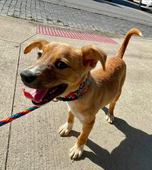 Codagh, a dog for adoption from Adopt A Pit Rescue Inc