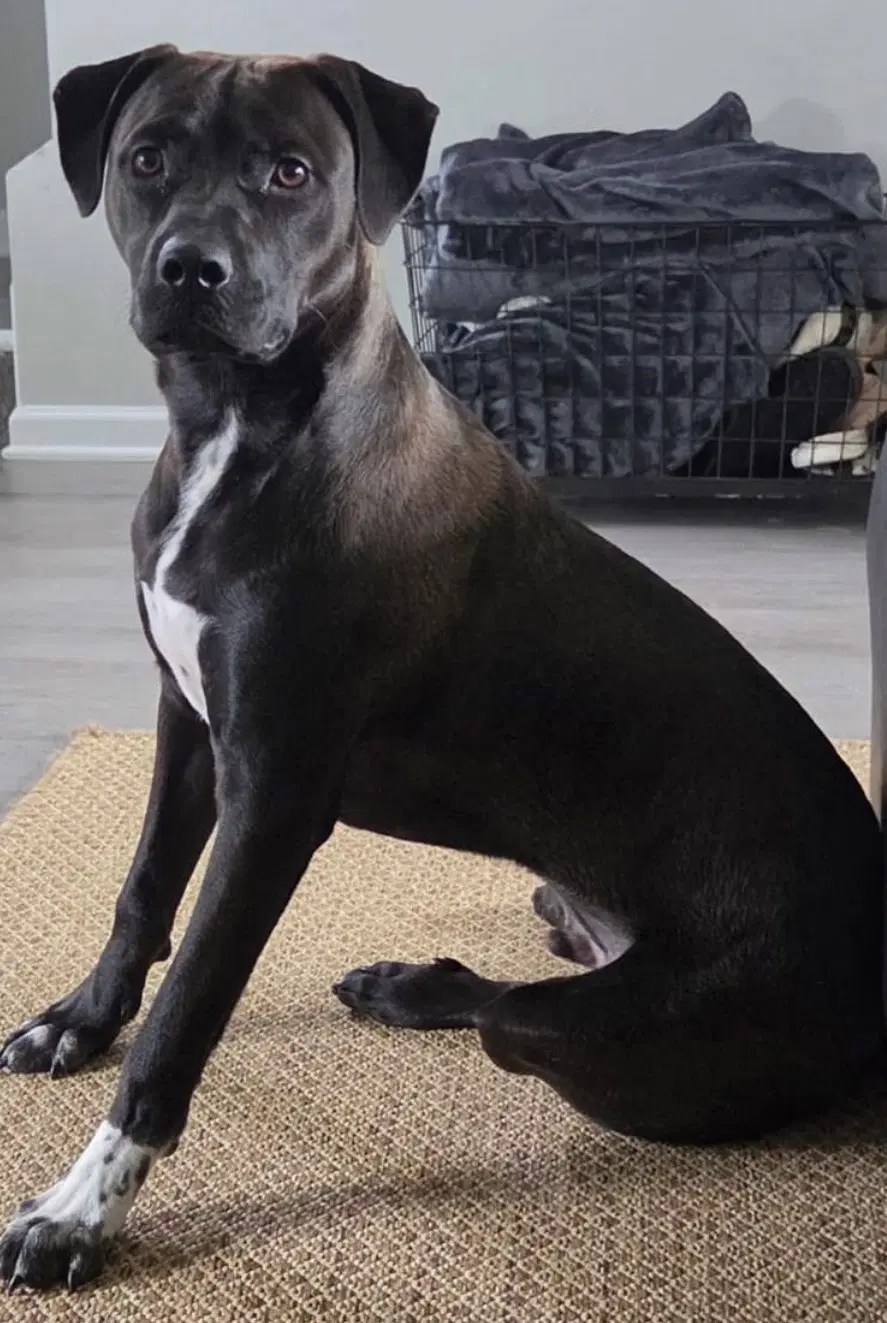 Bottlecap - Labrador Retriever