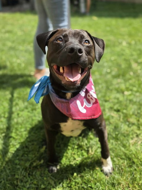 picture of the dog needing adoption