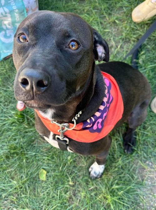 Bottlecap, a dog for adoption from Adopt A Pit Rescue Inc