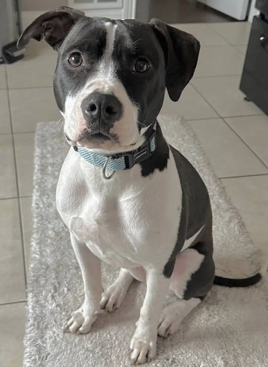 Dotty - American Pit Bull Terrier