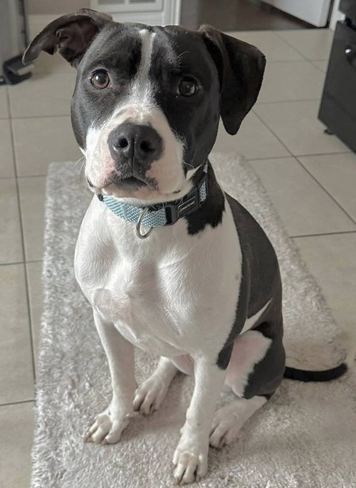 picture of the dog needing adoption