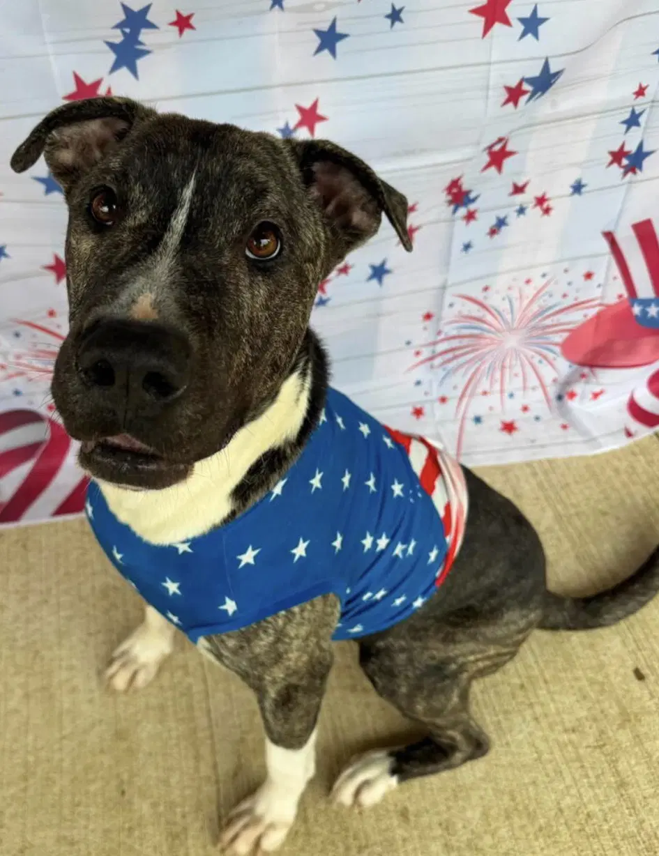 Earl Greyer - American Pit Bull Terrier