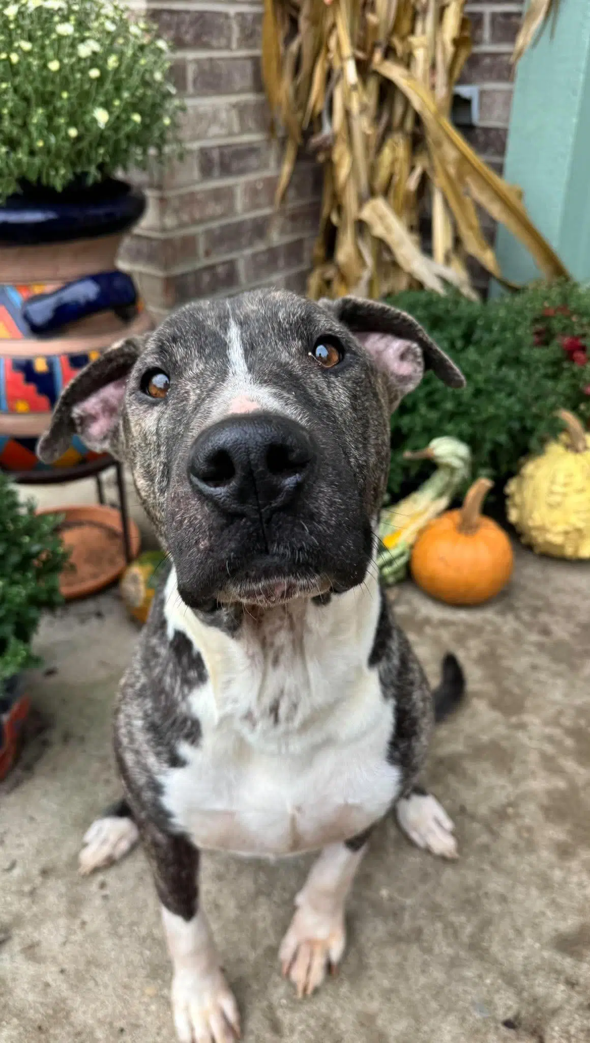 Earl Greyer - American Pit Bull Terrier
