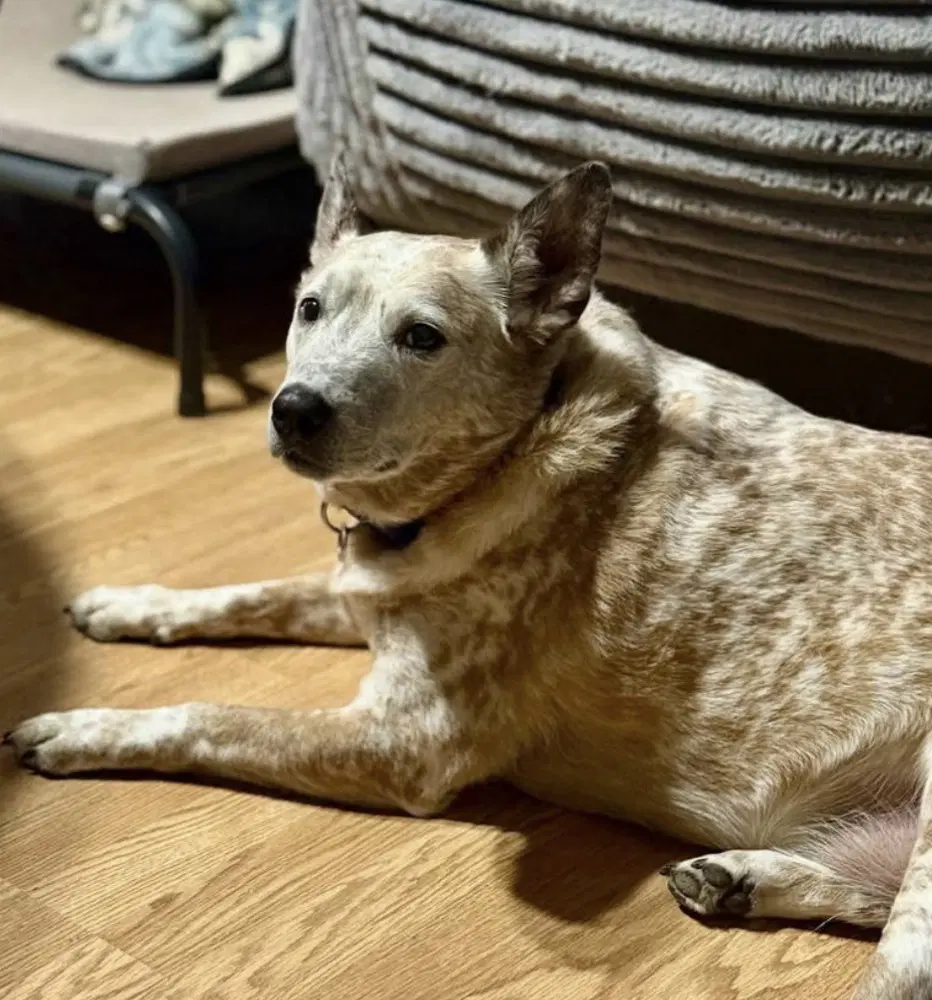 Gunner - Cattle Dog
