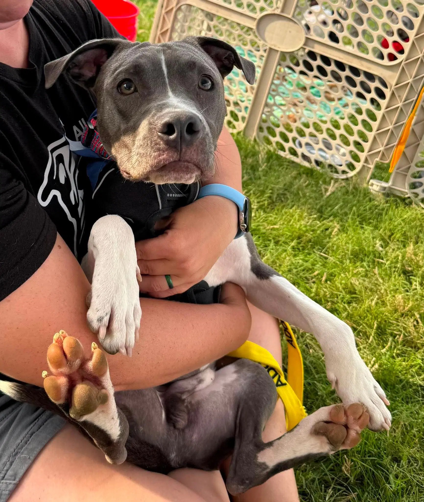 Hei Hei - American Pit Bull Terrier