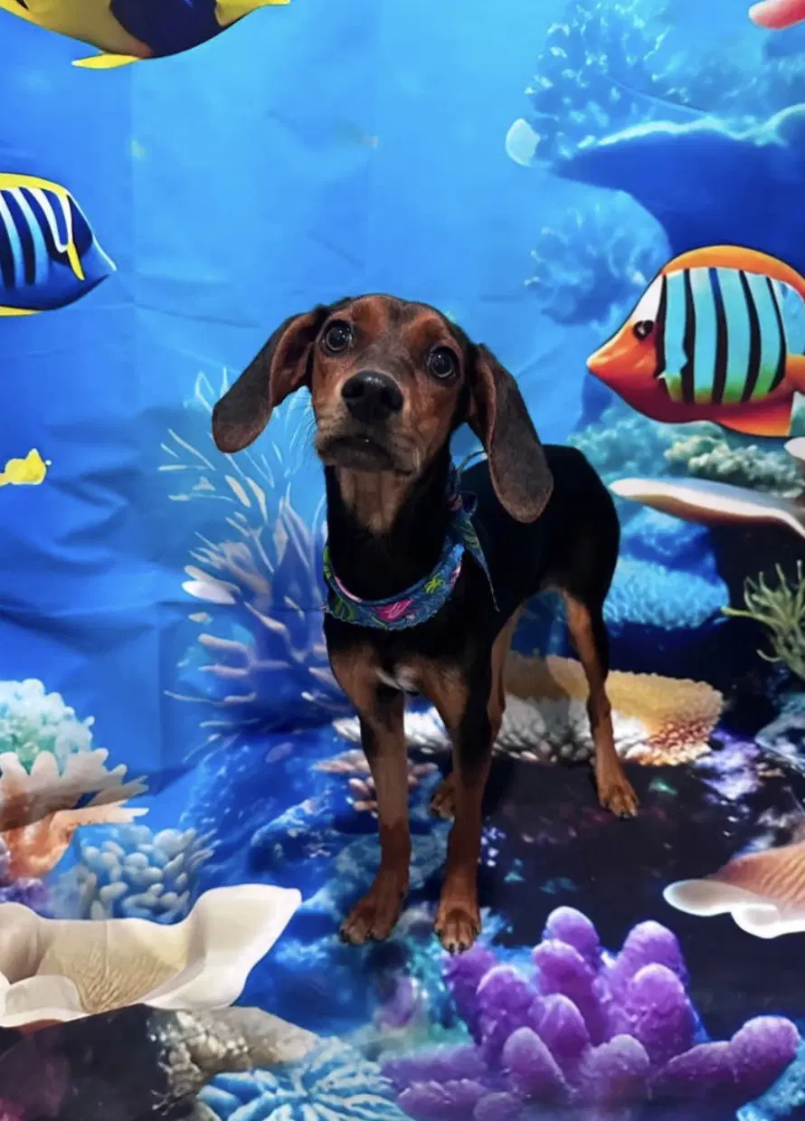 Miss Minnie - Dachshund
