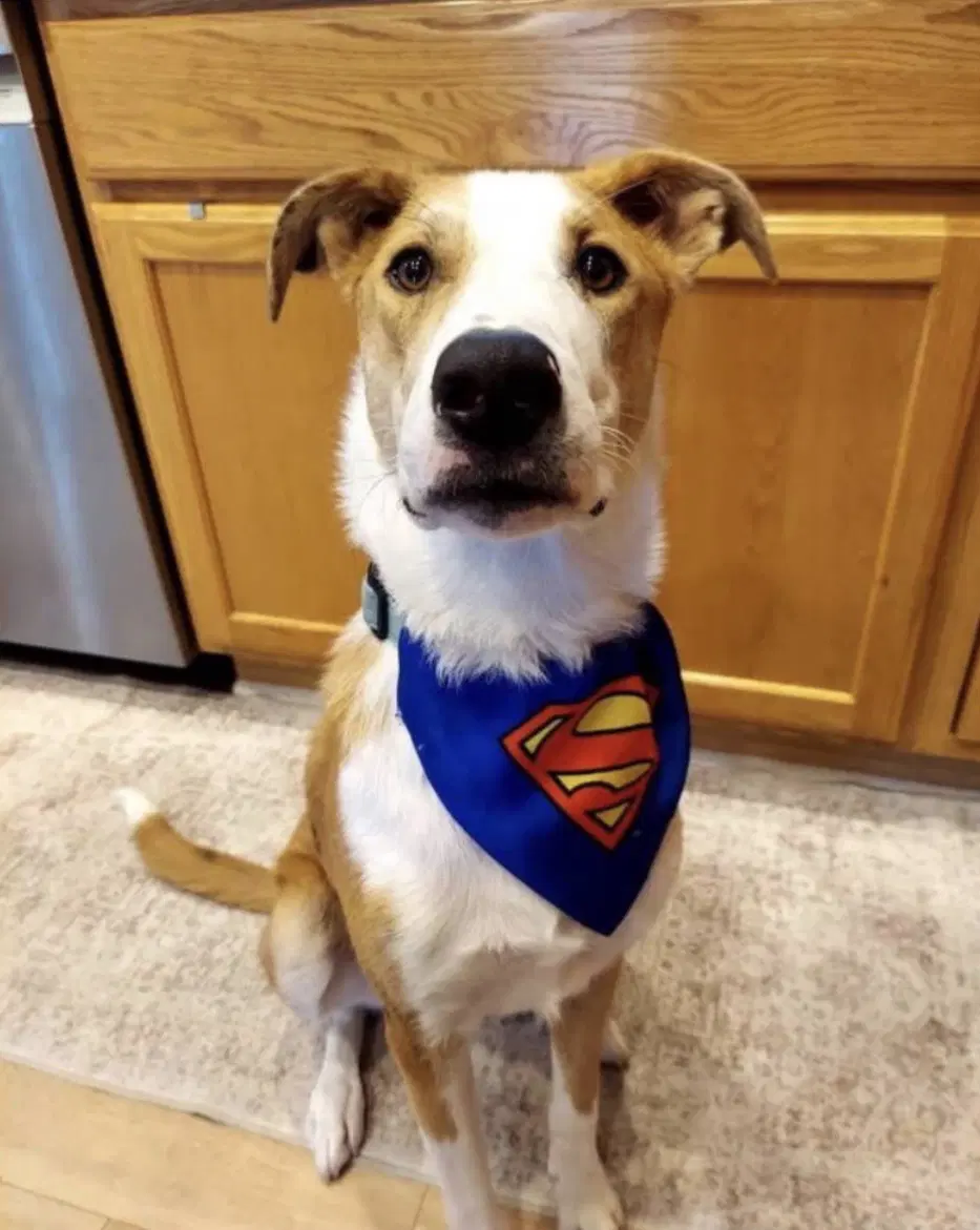 Krypto - Australian Shepherd