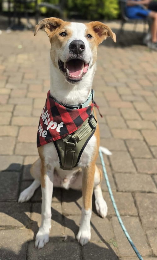 picture of the dog needing adoption