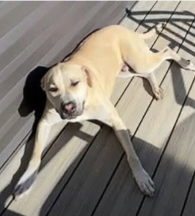 Gruner, a dog for adoption from Adopt A Pit Rescue Inc