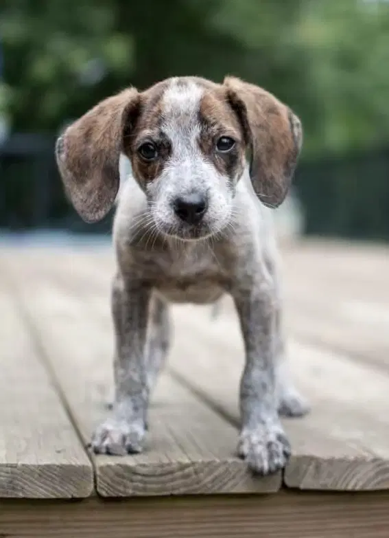 Onion - Hound