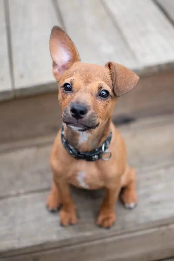 Mushroom - Chihuahua