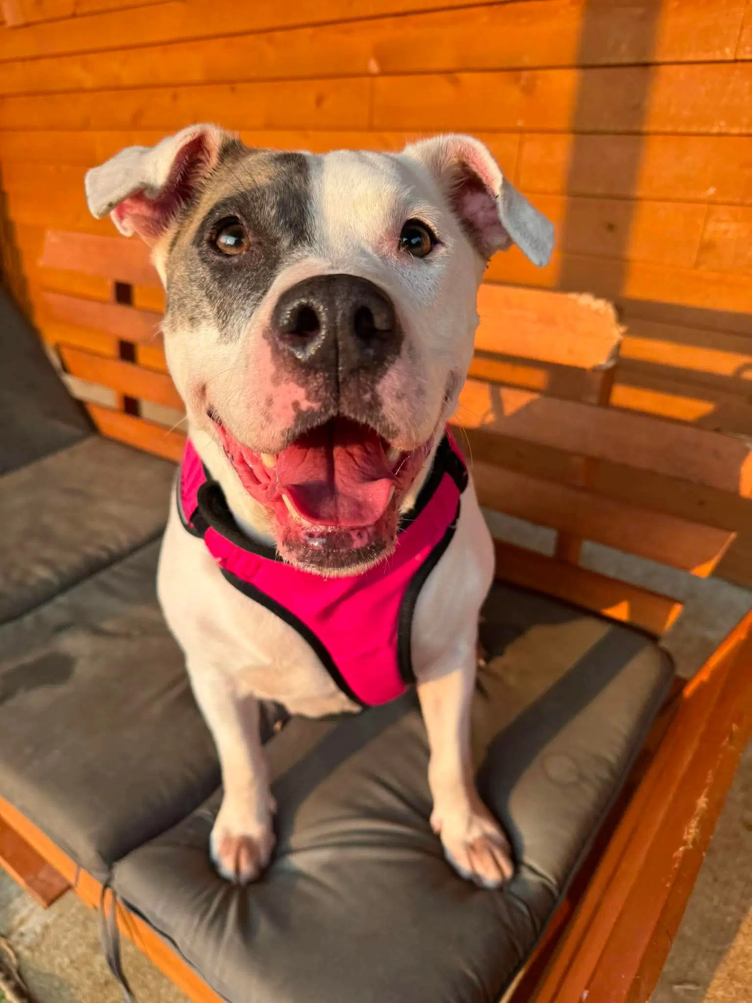 Matilda - American Pit Bull Terrier