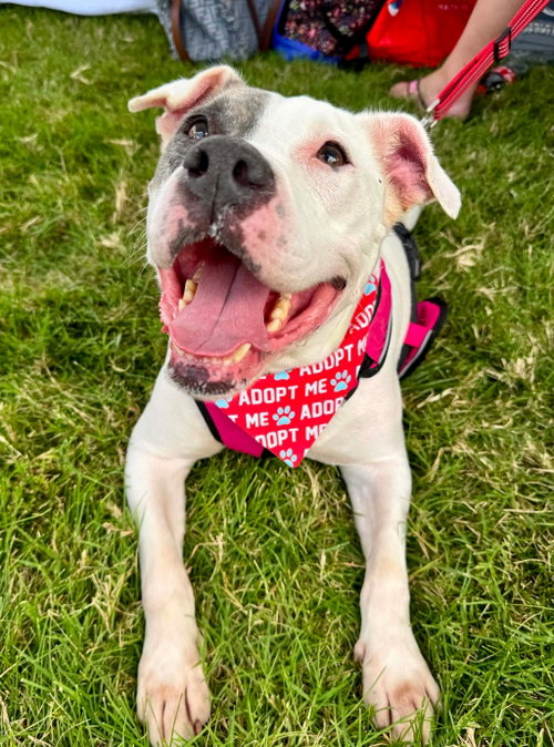 picture of the dog needing adoption