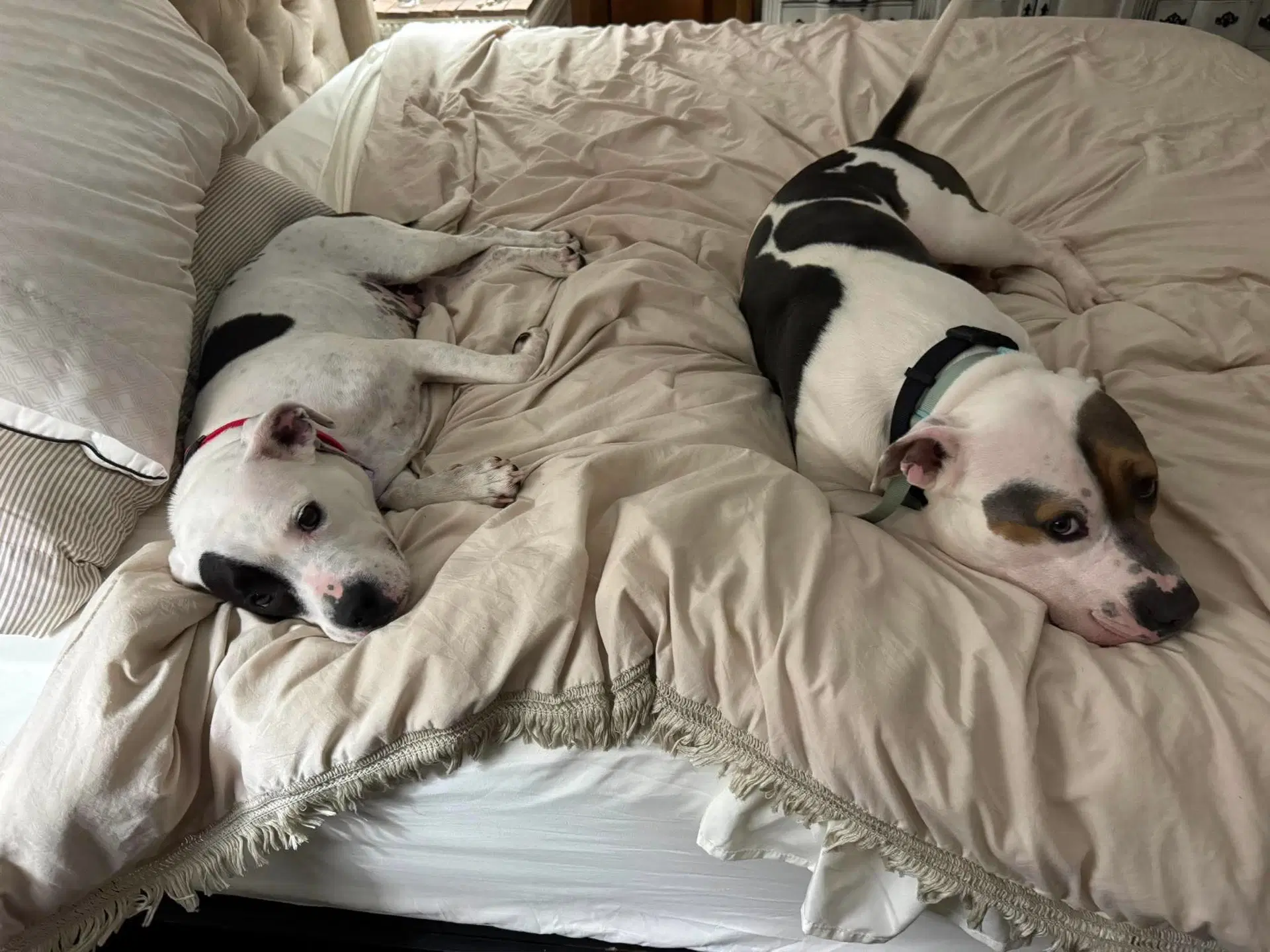 Sam  Izzy - American Pit Bull Terrier