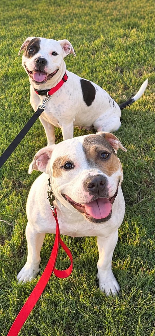 Sam & Izzy, a dog for adoption from Adopt A Pit Rescue Inc