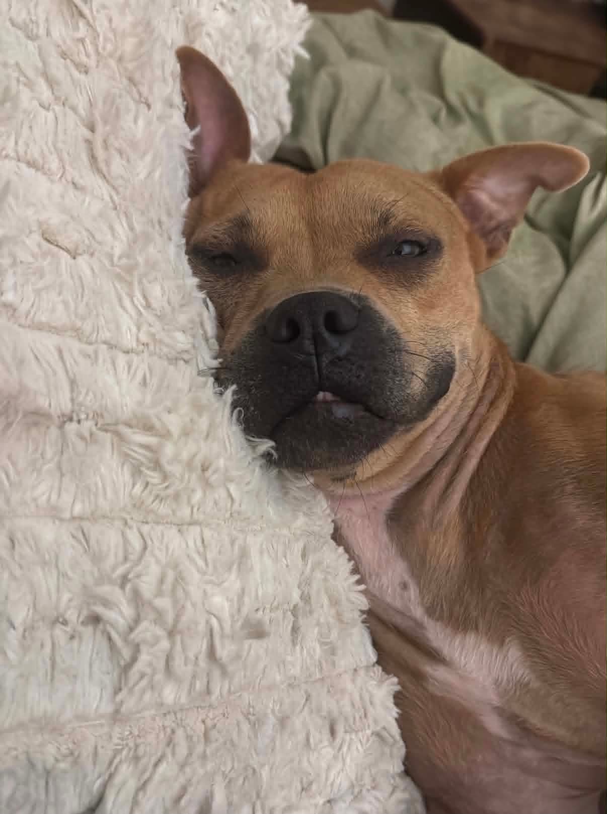 Nerf - American Pit Bull Terrier