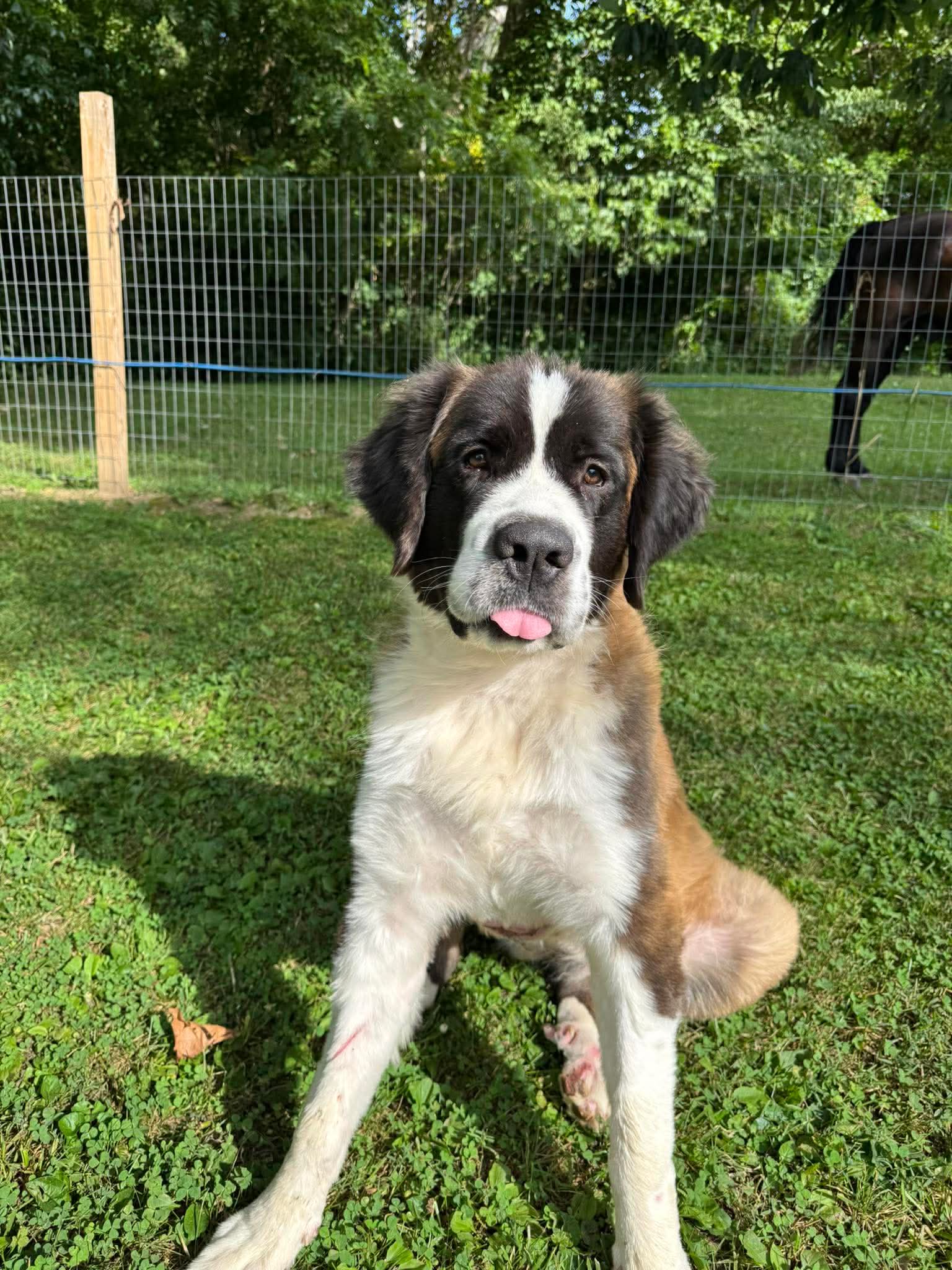 Cascade - Saint Bernard