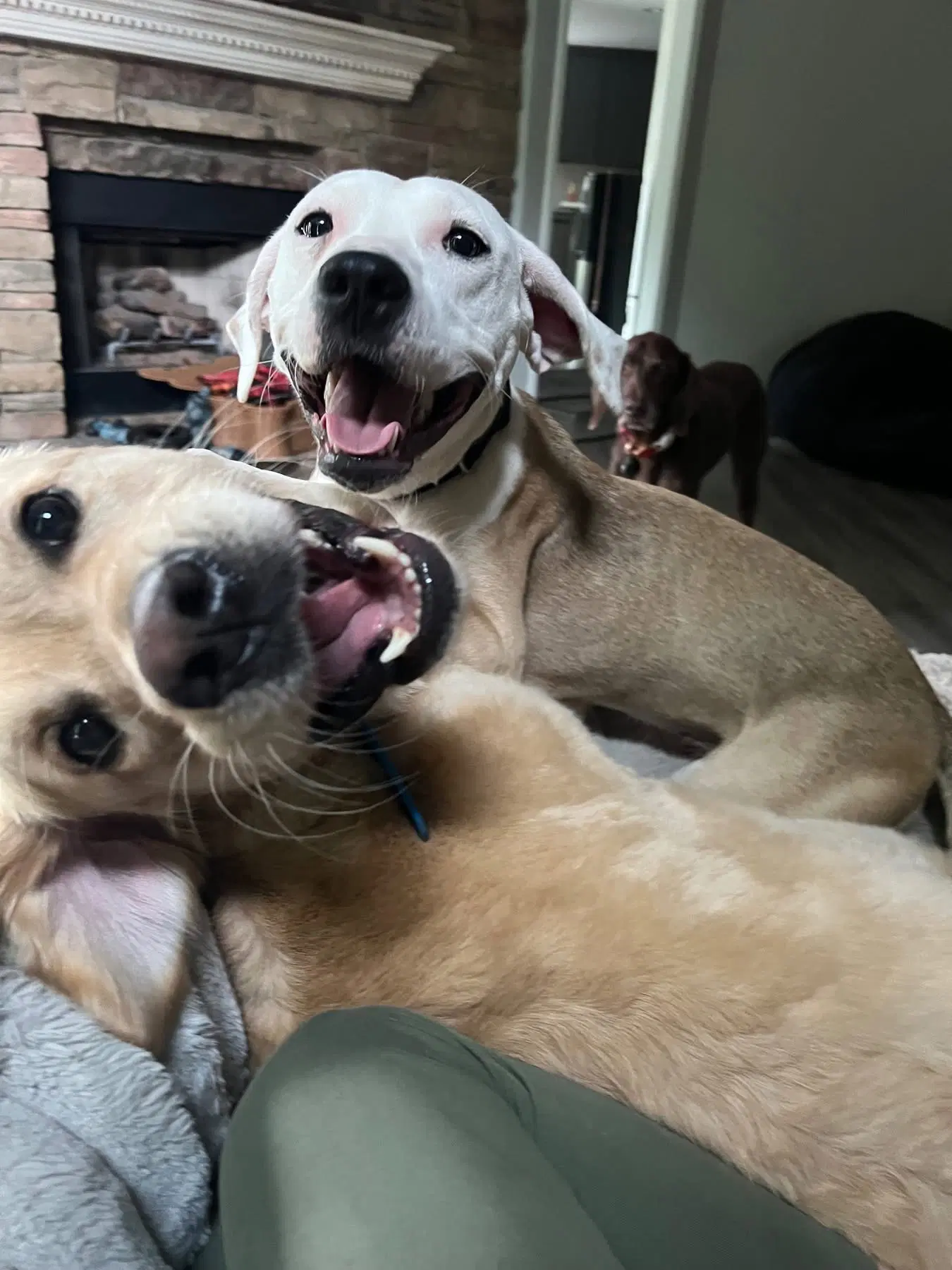 Rory Poppy - Labrador Retriever