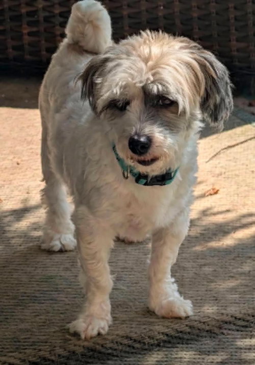 picture of the dog needing adoption