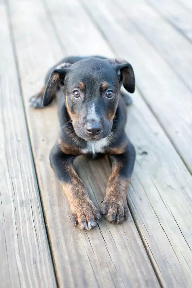 Ruffles - Hound
