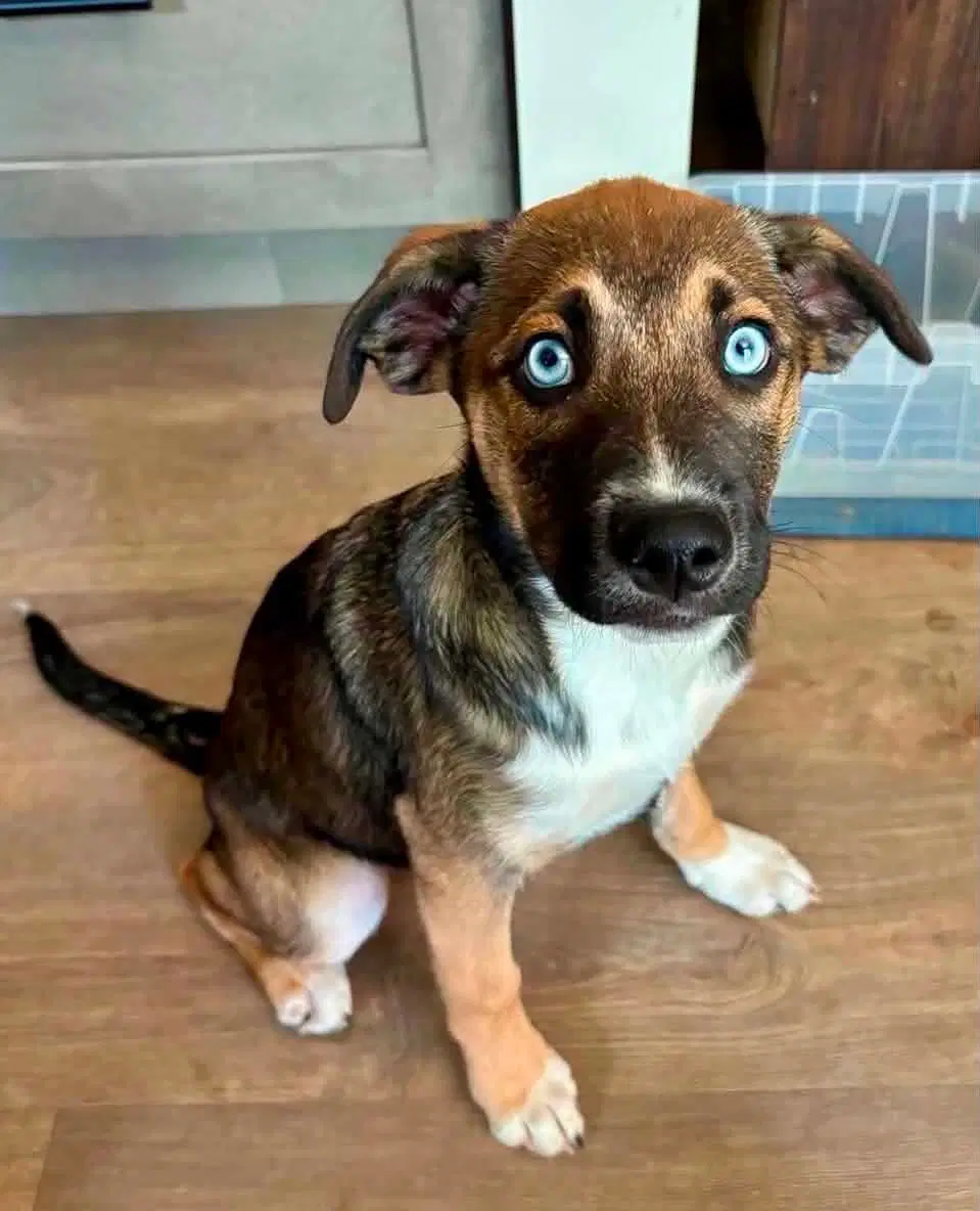 Andarna - Husky